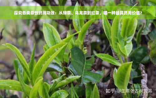 探究各类茶饮药用功效：从绿茶、乌龙茶到红茶，哪一种更具药用价值？