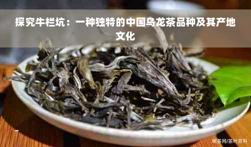 探究牛栏坑：一种独特的中国乌龙茶品种及其产地文化