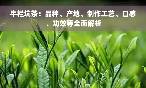 牛栏坑茶：品种、产地、制作工艺、口感、功效等全面解析