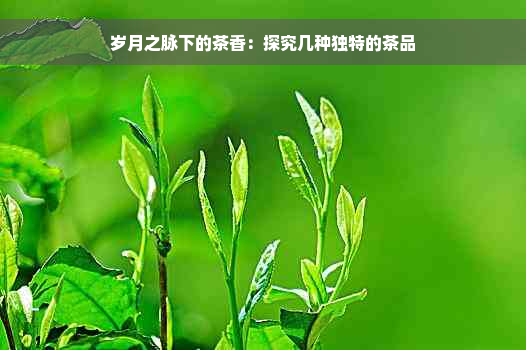 岁月之脉下的茶香：探究几种独特的茶品