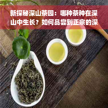 新探秘深山茶园：哪种茶种在深山中生长？如何品尝到正宗的深山茶？