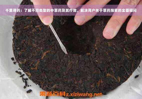 千里寻药：了解不同类型的中草药及其疗效，解决用户关于草药搜索的全面疑问