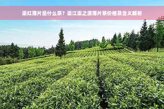 渠红薄片是什么茶？渠江渠之源薄片茶价格及含义解析