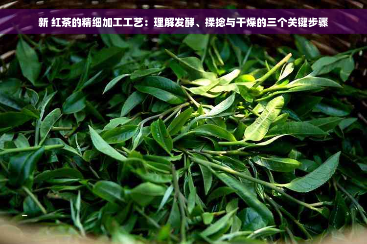 新 红茶的精细加工工艺：理解发酵、揉捻与干燥的三个关键步骤