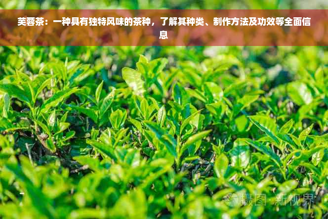 芙蓉茶：一种具有独特风味的茶种，了解其种类、制作方法及功效等全面信息