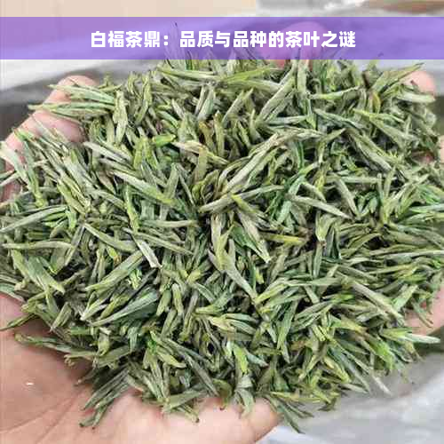 白福茶鼎：品质与品种的茶叶之谜