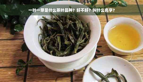 一叶一芽是什么茶叶品种？好不好？叫什么名字？