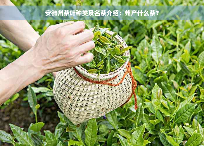 安徽州茶叶种类及名茶介绍：州产什么茶？