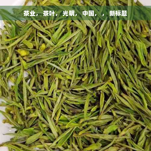 茶业， 茶叶， 光明， 中国， ， 新标题