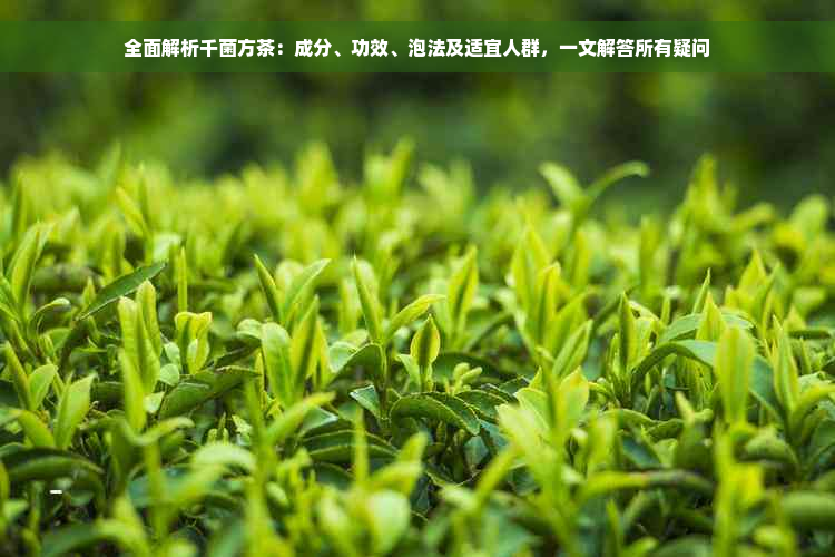 全面解析千菌方茶：成分、功效、泡法及适宜人群，一文解答所有疑问