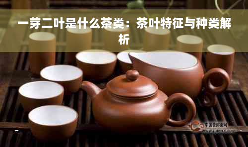 一芽二叶是什么茶类：茶叶特征与种类解析