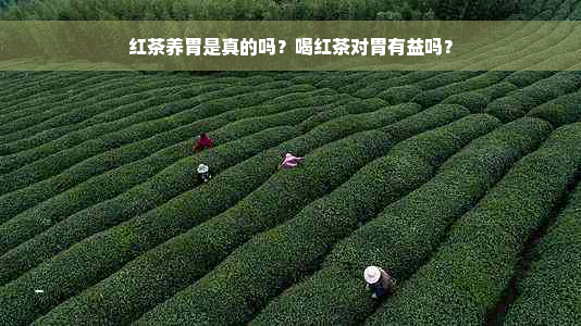 红茶养胃是真的吗？喝红茶对胃有益吗？