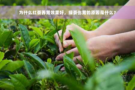 为什么红茶养胃效果好，绿茶伤胃的原因是什么？