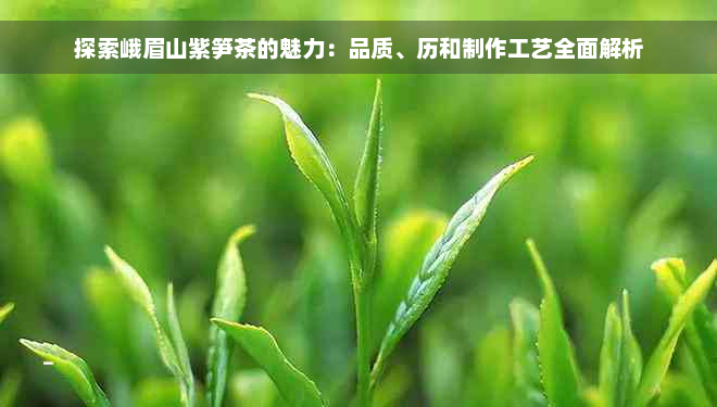 探索峨眉山紫笋茶的魅力：品质、历和制作工艺全面解析