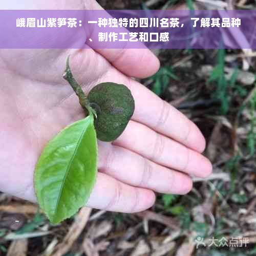 峨眉山紫笋茶：一种独特的四川名茶，了解其品种、制作工艺和口感