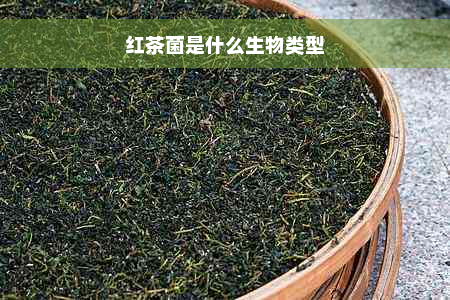 红茶菌是什么生物类型