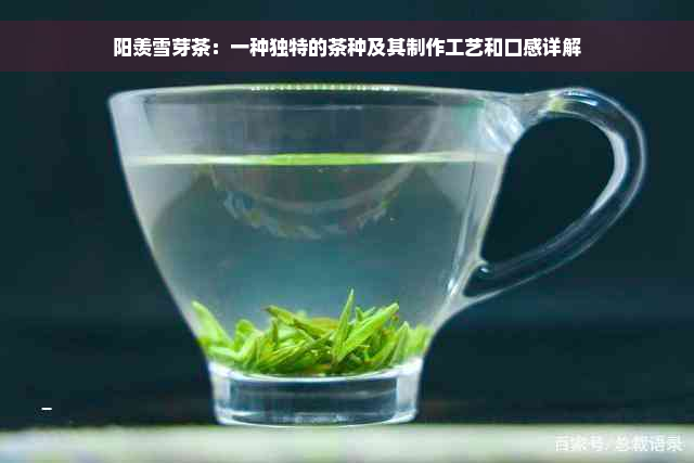 阳羡雪芽茶：一种独特的茶种及其制作工艺和口感详解