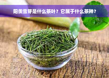 阳羡雪芽是什么茶叶？它属于什么茶种？