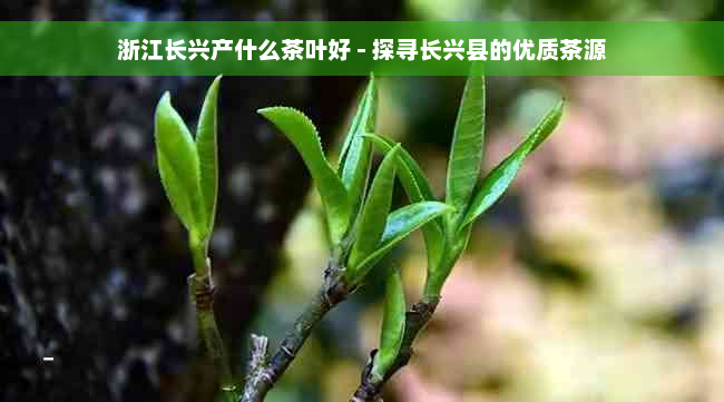 浙江长兴产什么茶叶好 - 探寻长兴县的优质茶源