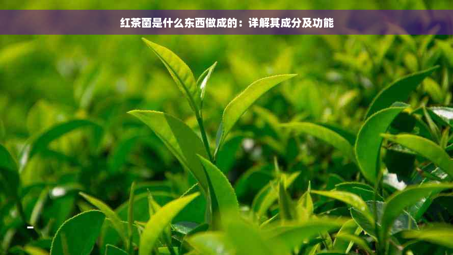 红茶菌是什么东西做成的：详解其成分及功能