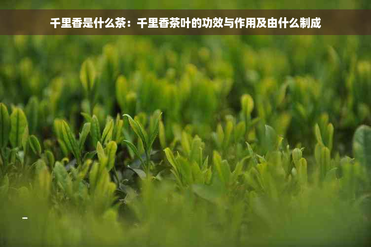 千里香是什么茶：千里香茶叶的功效与作用及由什么制成