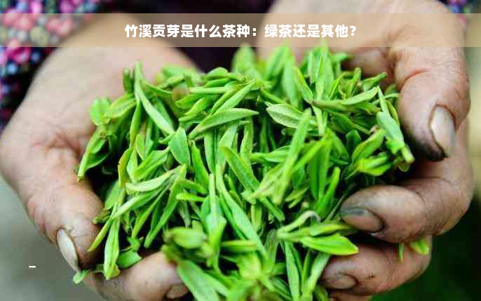 竹溪贡芽是什么茶种：绿茶还是其他？