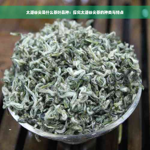 太湖谷尖是什么茶叶品种：探究太湖谷尖茶的种类与特点