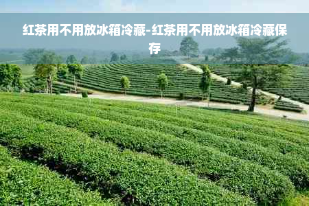 红茶用不用放冰箱冷藏-红茶用不用放冰箱冷藏保存