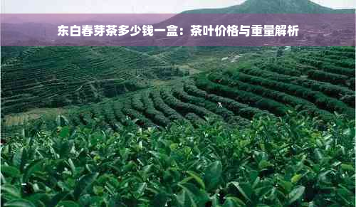 东白春芽茶多少钱一盒：茶叶价格与重量解析