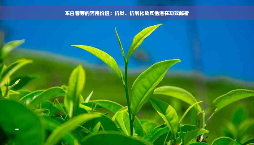 东白春芽的药用价值：抗炎、抗氧化及其他潜在功效解析