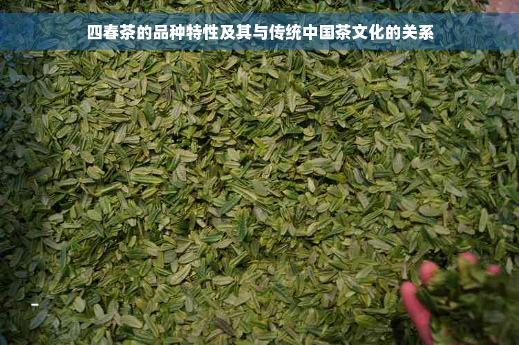 四春茶的品种特性及其与传统中国茶文化的关系