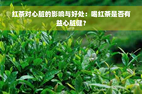 红茶对心脏的影响与好处：喝红茶是否有益心脏健？