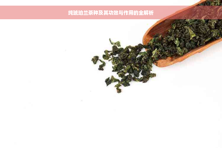 纯琥珀兰茶种及其功效与作用的全解析