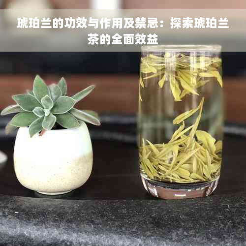 琥珀兰的功效与作用及禁忌：探索琥珀兰茶的全面效益