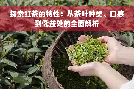 探索红茶的特性：从茶叶种类、口感到健益处的全面解析