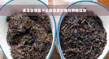 湄潭翠芽是什么茶及其价格与种植信息