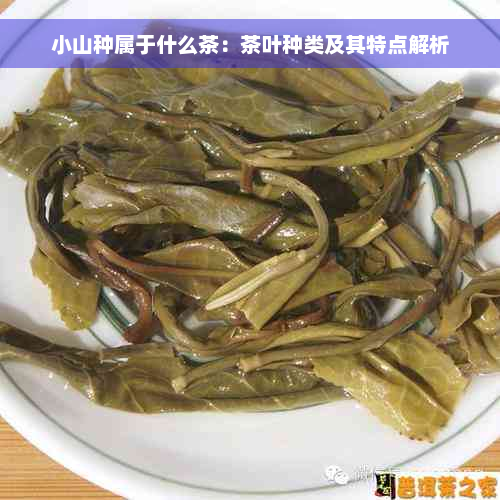 小山种属于什么茶：茶叶种类及其特点解析