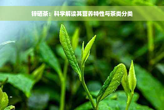 锌硒茶：科学解读其营养特性与茶类分类