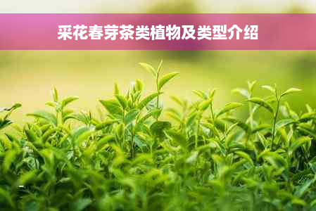 采花春芽茶类植物及类型介绍