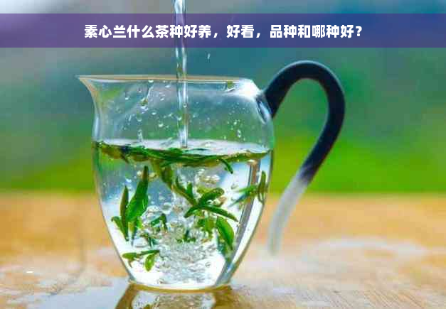 素心兰什么茶种好养，好看，品种和哪种好？