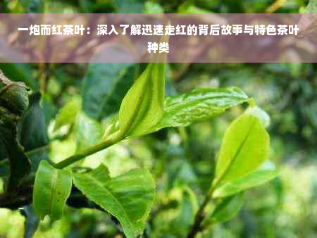 一炮而红茶叶：深入了解迅速走红的背后故事与特色茶叶种类