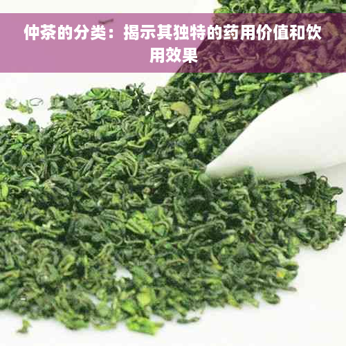 仲茶的分类：揭示其独特的药用价值和饮用效果