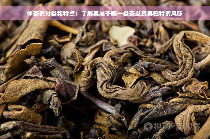 仲茶的分类和特点：了解其属于哪一类茶以及其独特的风味