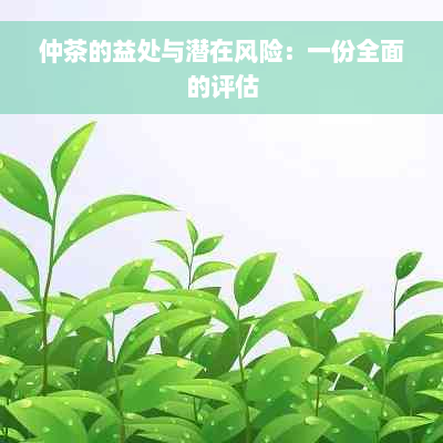 仲茶的益处与潜在风险：一份全面的评估