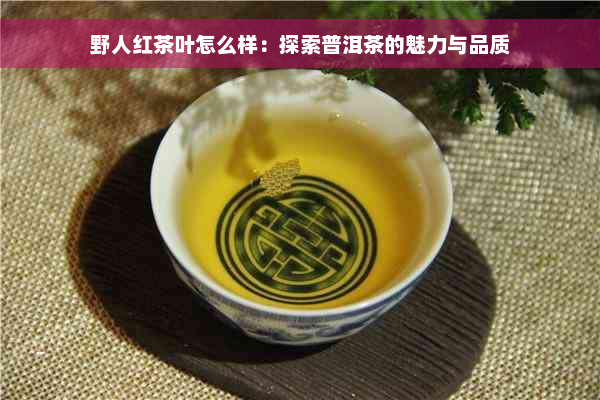 野人红茶叶怎么样：探索普洱茶的魅力与品质