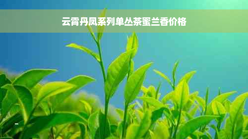 云霄丹凤系列单丛茶蜜兰香价格