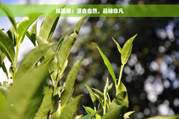 凤凰茶：源自自然，品味非凡