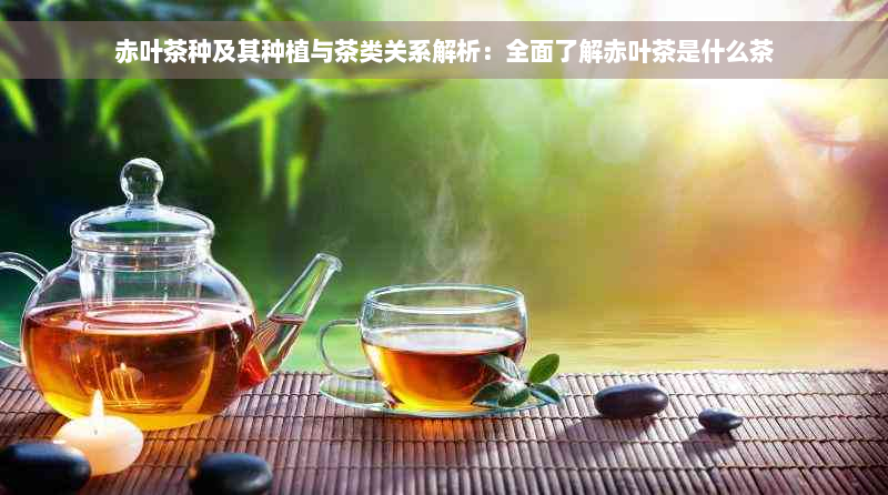 赤叶茶种及其种植与茶类关系解析：全面了解赤叶茶是什么茶