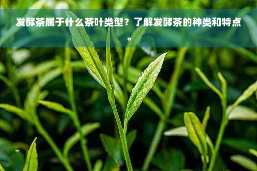 发酵茶属于什么茶叶类型？了解发酵茶的种类和特点。