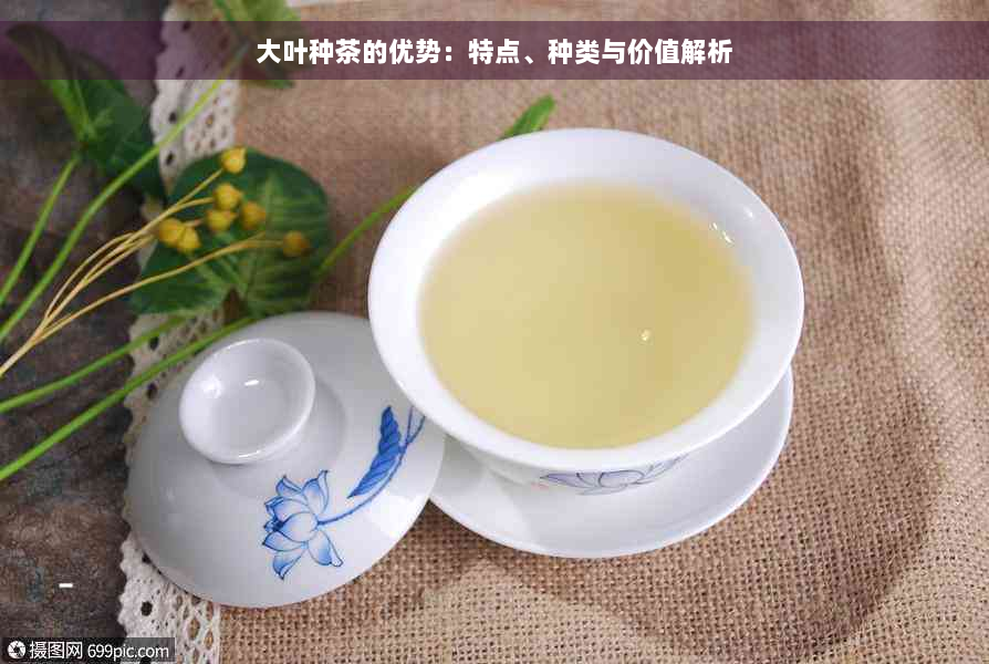 大叶种茶的优势：特点、种类与价值解析